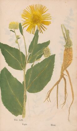 Ectypa vegetabilium Pl.059 (1760-1764)