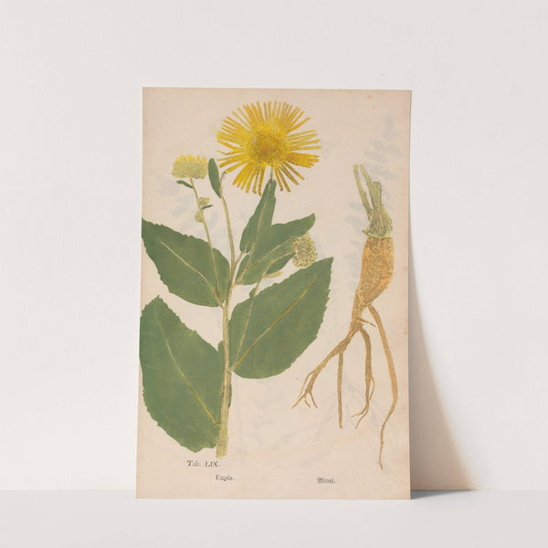 Ectypa vegetabilium Pl.059 (1760-1764) by Christian Gottlieb Ludwig
