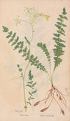 Ectypa vegetabilium Pl.060 (1760-1764)