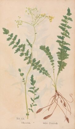 Ectypa vegetabilium Pl.060 (1760-1764)