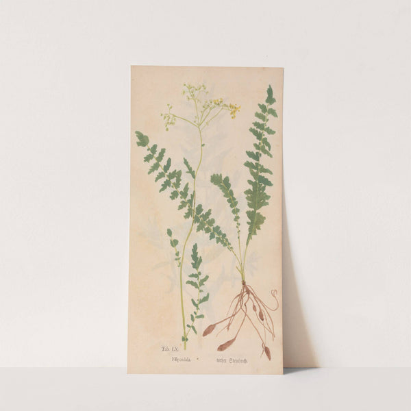 Ectypa vegetabilium Pl.060 (1760-1764) by Christian Gottlieb Ludwig