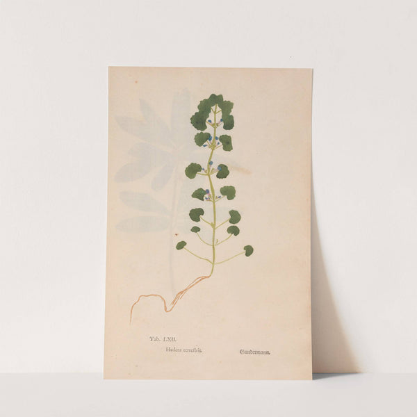 Ectypa vegetabilium Pl.062 (1760-1764) by Christian Gottlieb Ludwig