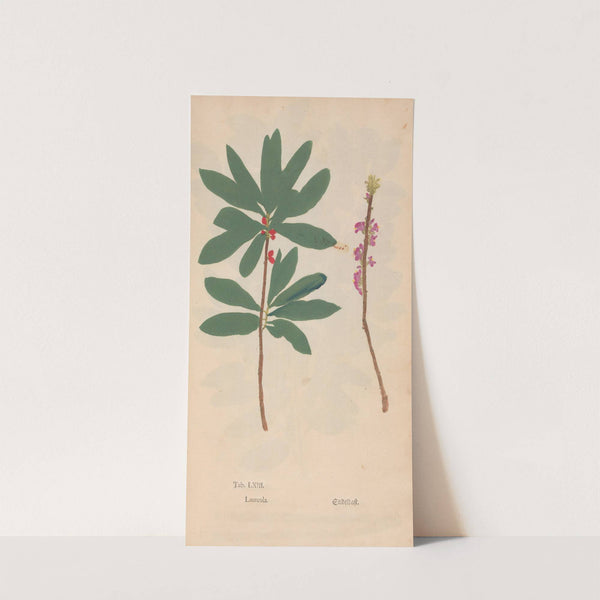 Ectypa vegetabilium Pl.063 (1760-1764) by Christian Gottlieb Ludwig