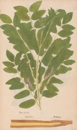 Ectypa vegetabilium Pl.064 (1760-1764)