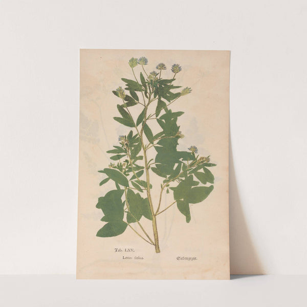 Ectypa vegetabilium Pl.065 (1760-1764) by Christian Gottlieb Ludwig