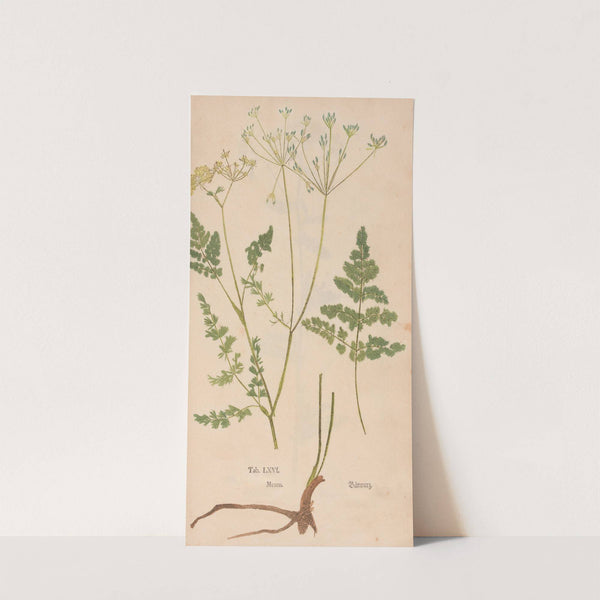 Ectypa vegetabilium Pl.066 (1760-1764) by Christian Gottlieb Ludwig