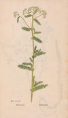 Ectypa vegetabilium Pl.067 (1760-1764)