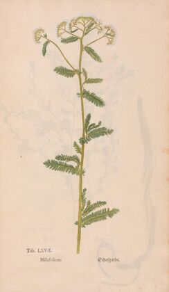 Ectypa vegetabilium Pl.067 (1760-1764)