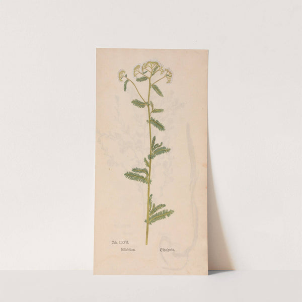 Ectypa vegetabilium Pl.067 (1760-1764) by Christian Gottlieb Ludwig