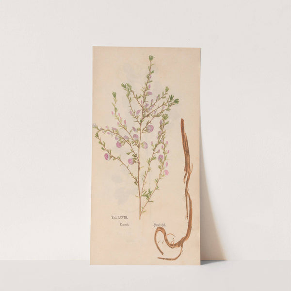 Ectypa vegetabilium Pl.068 (1760-1764) by Christian Gottlieb Ludwig