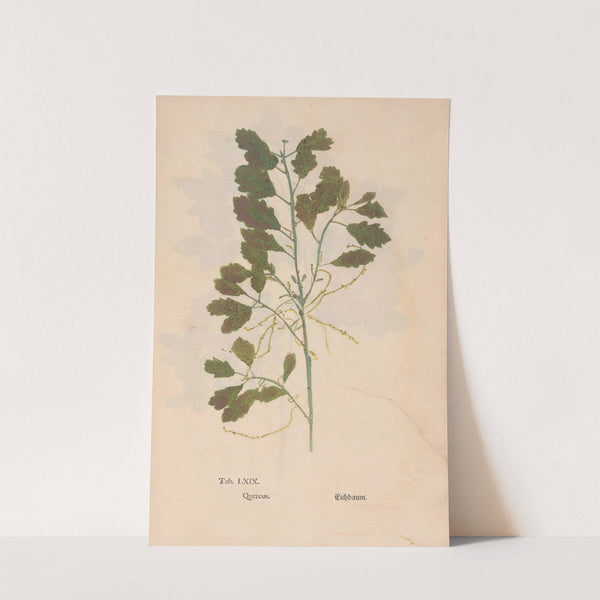 Ectypa vegetabilium Pl.069 (1760-1764) by Christian Gottlieb Ludwig