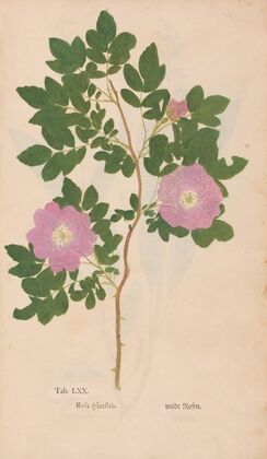 Ectypa vegetabilium Pl.070 (1760-1764)