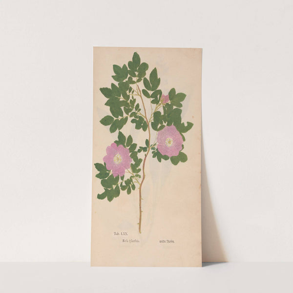 Ectypa vegetabilium Pl.070 (1760-1764) by Christian Gottlieb Ludwig