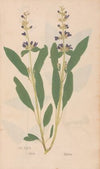 Ectypa vegetabilium Pl.071 (1760-1764)