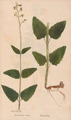 Ectypa vegetabilium Pl.072 (1760-1764)