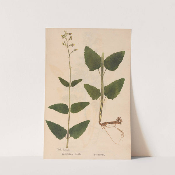 Ectypa vegetabilium Pl.072 (1760-1764) by Christian Gottlieb Ludwig