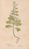 Ectypa vegetabilium Pl.073 (1760-1764)