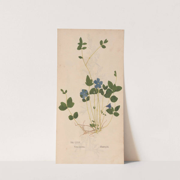 Ectypa vegetabilium Pl.075 (1760-1764) by Christian Gottlieb Ludwig