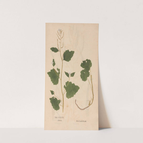 Ectypa vegetabilium Pl.077 (1760-1764) by Christian Gottlieb Ludwig