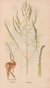 Ectypa vegetabilium Pl.078 (1760-1764)