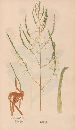 Ectypa vegetabilium Pl.078 (1760-1764)