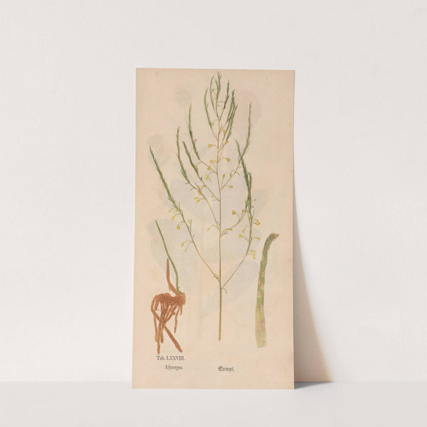 Ectypa vegetabilium Pl.078 (1760-1764) by Christian Gottlieb Ludwig