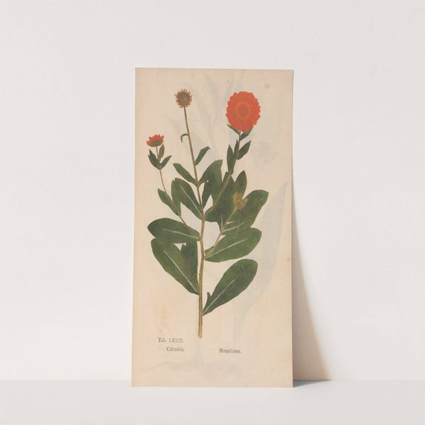 Ectypa vegetabilium Pl.079 (1760-1764) by Christian Gottlieb Ludwig