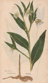 Ectypa vegetabilium Pl.080 (1760-1764)