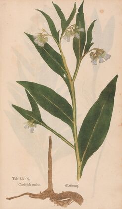 Ectypa vegetabilium Pl.080 (1760-1764)