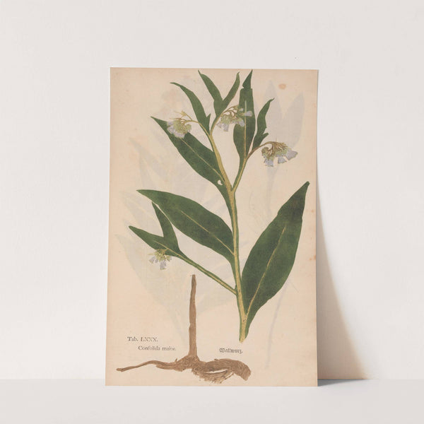Ectypa vegetabilium Pl.080 (1760-1764) by Christian Gottlieb Ludwig