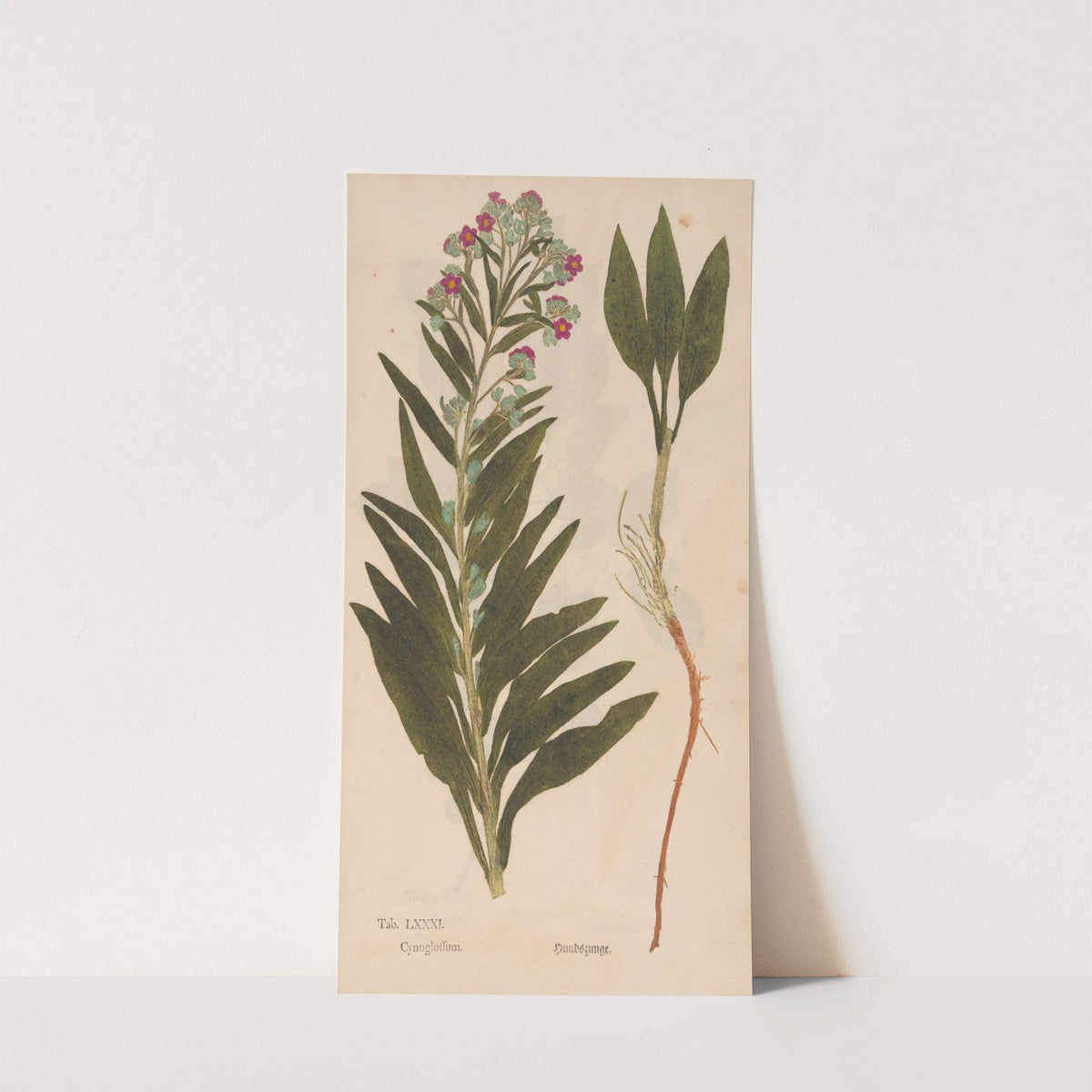Ectypa vegetabilium Pl.081 (1760-1764) by Christian Gottlieb Ludwig