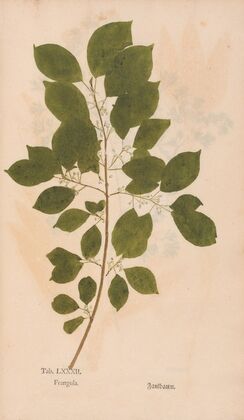 Ectypa vegetabilium Pl.082 (1760-1764)