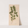 Ectypa vegetabilium Pl.082 (1760-1764) by Christian Gottlieb Ludwig