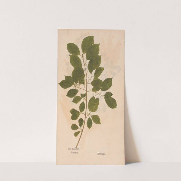 Ectypa vegetabilium Pl.082 (1760-1764) by Christian Gottlieb Ludwig