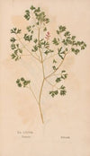 Ectypa vegetabilium Pl.083 (1760-1764)
