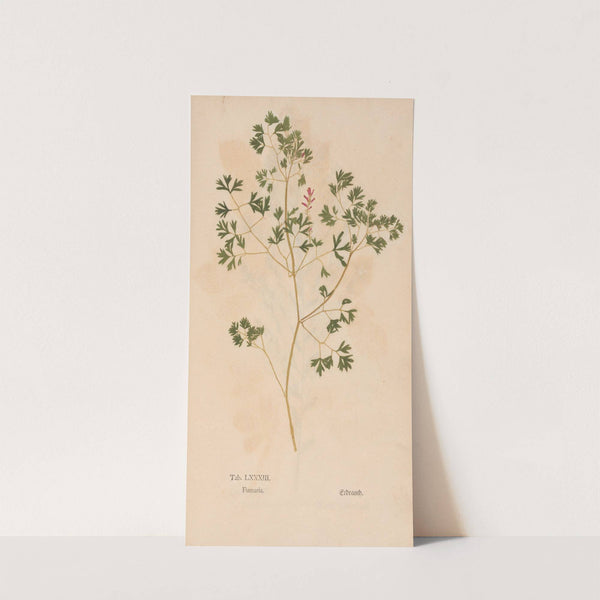 Ectypa vegetabilium Pl.083 (1760-1764) by Christian Gottlieb Ludwig