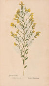 Ectypa vegetabilium Pl.084 (1760-1764)