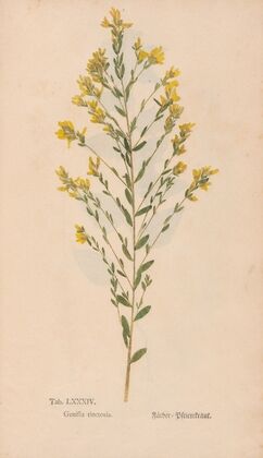 Ectypa vegetabilium Pl.084 (1760-1764)