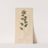 Ectypa vegetabilium Pl.085 (1760-1764) by Christian Gottlieb Ludwig