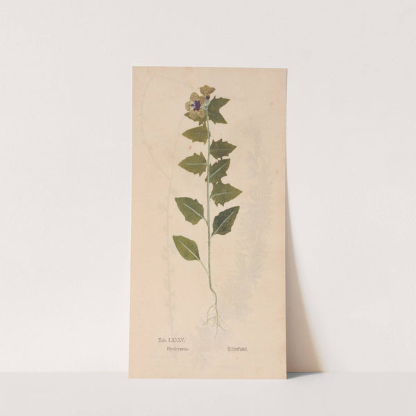 Ectypa vegetabilium Pl.085 (1760-1764) by Christian Gottlieb Ludwig