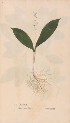 Ectypa vegetabilium Pl.087 (1760-1764)