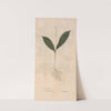 Ectypa vegetabilium Pl.087 (1760-1764) by Christian Gottlieb Ludwig
