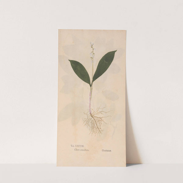 Ectypa vegetabilium Pl.087 (1760-1764) by Christian Gottlieb Ludwig