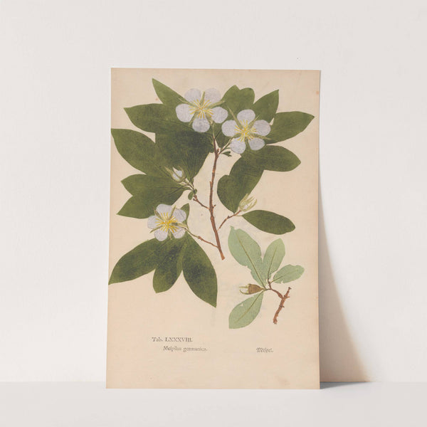 Ectypa vegetabilium Pl.088 (1760-1764) by Christian Gottlieb Ludwig