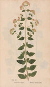 Ectypa vegetabilium Pl.090 (1760-1764)