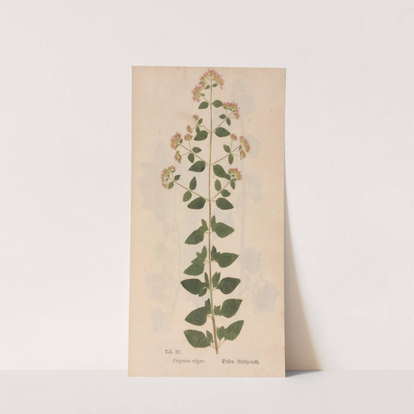 Ectypa vegetabilium Pl.090 (1760-1764) by Christian Gottlieb Ludwig