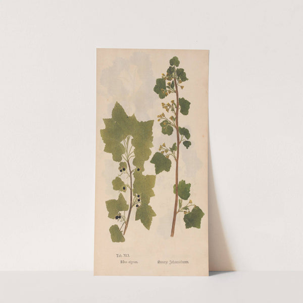 Ectypa vegetabilium Pl.091 (1760-1764) by Christian Gottlieb Ludwig