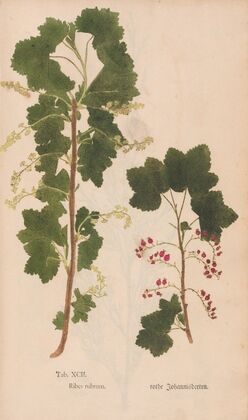 Ectypa vegetabilium Pl.092 (1760-1764)