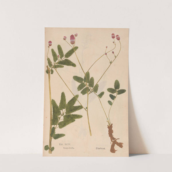 Ectypa vegetabilium Pl.094 (1760-1764) by Christian Gottlieb Ludwig