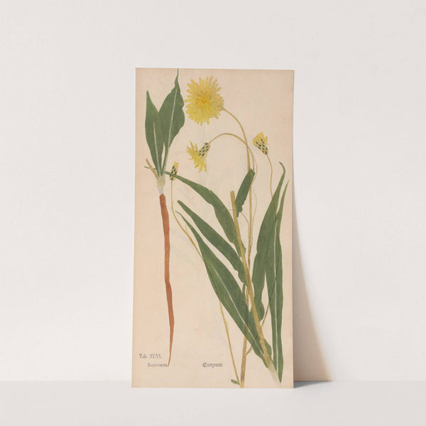 Ectypa vegetabilium Pl.096 (1760-1764) by Christian Gottlieb Ludwig